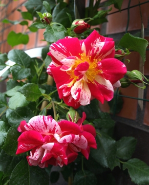 Róża pnąca (Rosa) 